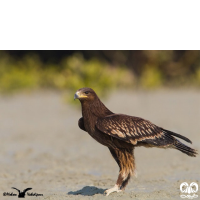 گونه عقاب خالدار بزرگ Greater Spotted Eagle